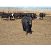 Image 12 : SVM Farms - 590# May Delivery Steers - 87 Head (Vauxhall, AB)