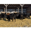 Image 4 : Kristjanson Farms - 775# February Weaned Steers - 25 Head (Foam Lake, SK)