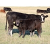 Image 4 : LA Ranch & L+ Ranch - 490#  October Delivery Steer Calves - 120 Head (Vanderhoof, BC)