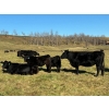 Image 4 : MG Cattle Co. Ltd. - 38 Black/BBF Simm/Angus X April/May Calving 2nd Calvers (Sangudo, AB)