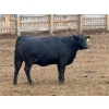 Image 6 : Church Hill Land & Cattle - 1550# June Delivery Fed Cows - 38 Head (Coderre, SK)