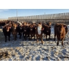 Image 3 : Cattlewood Farms Ltd. - 750# February Delivery Heifers - 166 Head (Vauxhall, AB)