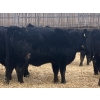 Image 10 : Echo Springs Ranching - 655# February Delivery Heifers - 95 Head (Granum, AB)