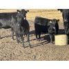 Image 7 : Miller Farms Ltd. - 630# October Delivery Heifer Calves - 40 Head (Acme, AB) VBP+
