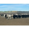 Image 2 : 6U Cattle Company - 990# July Delivery Steers - 63 Head (Manning, AB) VBP+