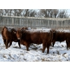 Image 5 : Helland Land & Cattle Co. Ltd. - 932# March/April Delivery Steers - 39 Head (Lomond, AB)