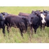Image 9 : Taylor Enterprises Inc. - 875# September Grass Heifers - 210 Head (Wawota, SK)