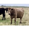 Image 4 : Kings Corner Farms - 840# October Delivery Grass Heifers - 75 Head (Corning, SK)
