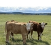 Image 3 : Jason & Jenna Packer - 740# October Delivery Heifer Calves - 83 Head (Sundre, AB)