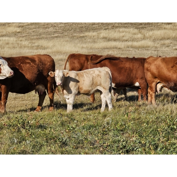 Logan Brothers (Rod, Barry & Bruce) - 630# October Delivery Steer Calves - 85 Head (Oyen, AB)