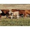 Image 1 : Logan Brothers (Rod, Barry & Bruce) - 630# October Delivery Steer Calves - 85 Head (Oyen, AB)