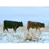 Image 10 : Steven & Janet Yule - 510# December Delivery Steer Calves - 85 Head (Gleichen, AB)