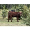 Image 6 : Terry & Dixie Viney/Garth Dorin - 580# October Delivery Heifer Calves - 70 Head (Bearberry, AB)