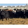 Image 4 : Bar R Ranch - 920# February Weaned Steers - 68 Head (Foam Lake, SK)