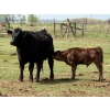 Image 16 : Kyle Torkelson - 10 Black 1st Calf Pairs (Millicent, AB)