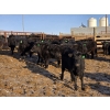 Image 5 : Franz Land & Cattle - 840# March Delivery Heifers - 75 Head (Medicine Hat, AB)