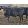 Image 6 : Gibraltar Cattle - 9 Black Heifers (Pen 533 - 535)