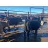 Image 5 : Turtleview Livestock - 750# February Delivery Steers - 81 Head (Goodlands, MB) VBP+