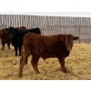 Image 6 : Francis Dyck - 670# February Delivery Steers - 53 Head (Swift Current, SK)