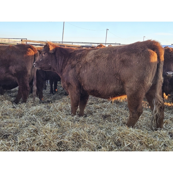 Cole Webb - 10 Red 2nd Calvers (Pen 737 - 739)