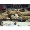 Image 6 : Silver Springs Ranch - 570# October Delivery Steer Calves - 95 Head (Kamloops, BC)