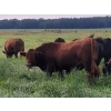 Image 3 : Pembina Ranching - 1050# September Delivery Grass Steers - 118 Head (Drayton Valley, AB)
