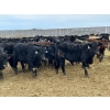 Image 5 : Hegedys Ranching - 825# January Weaned Steers - 300 Head (Acme, AB)