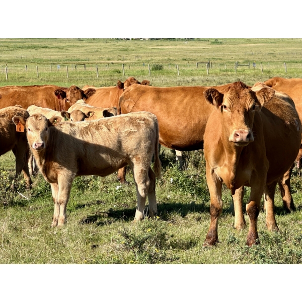 Elaine Pollock - 620# October Delivery Heifer Calves - 23 Head (Millarville, AB)