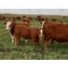 Image 2 : Craigmyle Colony - 750# October Delivery Steer Calves - 80 Head (Craigmyle, AB)