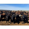 Image 3 : Kelsey Porter Inc. - 825# May Delivery Heifers - 120 Head (Medicine Hat, AB)