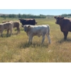 Image 6 : JOJ Cattle Co. - 680# October Delivery Steer Calves - 90 Head (Marwayne, AB)