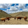 Image 9 : Meyer Cattle Inc. - 20 Red Angus X 2nd Calf Pairs (Lethbridge, AB)