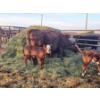 Image 5 : Guy Fukuda - 1 Hereford Pair