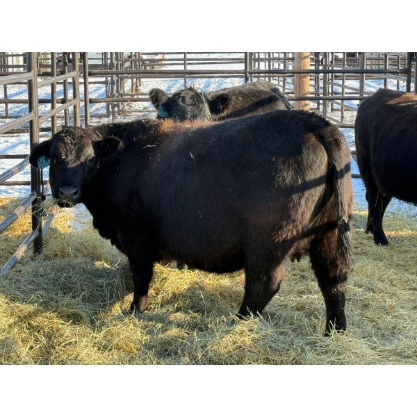 Lazy J Cattle Co. - 3 Cows (Pen 433)