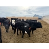 Image 11 : Belle Creek Stock Farms - 765# March Delivery Heifers - 160 Head (Belleview, MB)