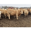 Image 6 : Hawks Haven Ranch - 840# April Delivery Heifers - 75 Head (Compeer, AB)