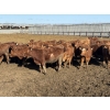 Image 3 : 6U Cattle Company - 70 Red Angus X Replacement Heifers (Manning, AB)