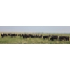 Image 6 : M.S. MacLean Livestock - 985# September Delivery Grass Steers - 264 Head (Coaldale, AB)