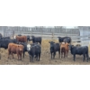 Image 3 : Block's Ranching Ltd. - 750# May Delivery Steers - 42 Head (Bow Island, AB)
