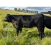 Image 4 : J. Manning & A. Bates - 500# October Delivery Heifer Calves - 30 Head (Hat Creek, BC)