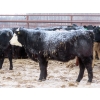 Image 5 : Bill Devos - 725# February Delivery Steers - 80 Head (Fork River, MB)