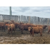 Image 6 : Breault Ranching Ltd. - 585# May Delivery Steers - 48 Head (Ste. Rose, MB) VBP+