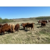 Image 3 : Bleamac Enterprises - 1000# August Delivery Grass Steers - 120 Head (Paradise Valley, AB)