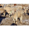Image 7 : Munro Farms - 980# March Delivery Steers - 140 Head (Kelwood, MB)