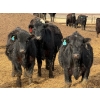 Image 3 : 9X Enterprises - 750# April Delivery Steers - 135 Head (Millicent, AB)