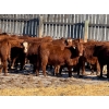 Image 2 : Four Forty Farms - 930# January Delivery Steers - 67 Head (Eckville, AB)