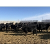 Image 3 : 9 Bar Ranch - 700# February Delivery Heifers - 90 Head (Taber, AB) VBP+