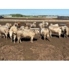 Image 3 : 6U Cattle Company - 1010# June Delivery Steers - 62 Head (Manning, AB) VBP+