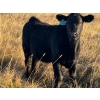Image 8 : Jordan & Kelli Hoopfer - 660# November Delivery Steer Calves - 90 Head (Gadsby, AB)