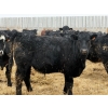 Image 3 : Habraken Farms Ltd. - 960# March Delivery Steers - 63 Head (Scandia, AB)